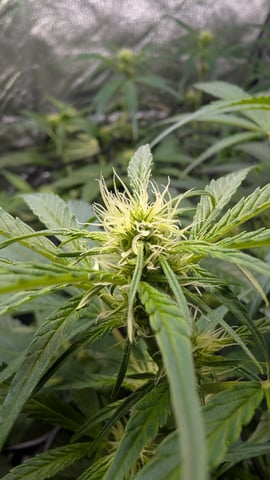 Grow 1 — vegetative, day 44