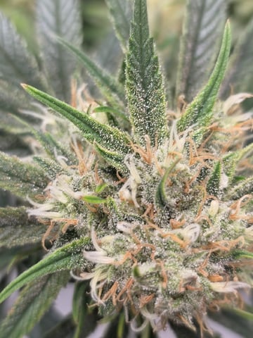 lilac diesel Rbx2 — flower, day 107