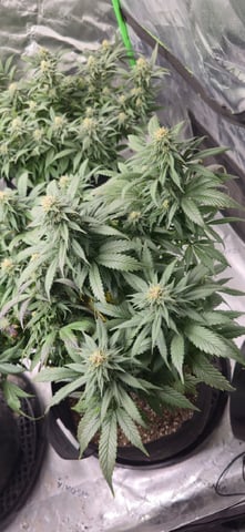 SBJ Clones — flower, day 100