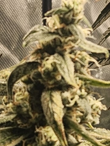 Sour Diesel — flower, day 42