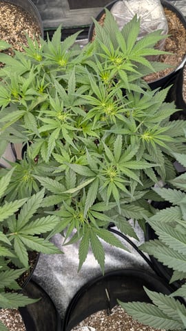 Mixed Grow — grow_setup, day 39