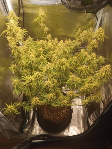White Widow XXL Auto — flower, day 76