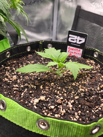 Gorilla Cookies auto  — vegetative, day 11