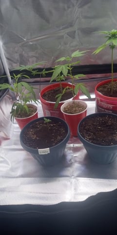 frst grow tent grow — germination, day 6