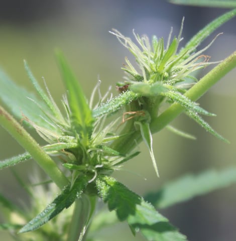UNKNOWN STRAIN
