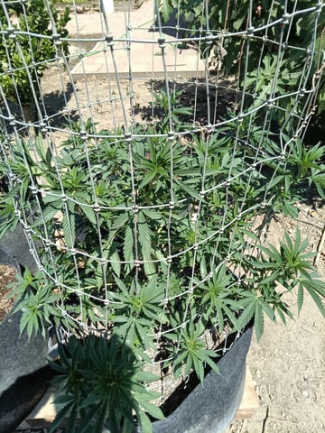 first 4 — vegetative, day 2