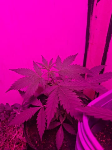 Queen B  — vegetative, day 33