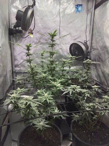 grow 1 — flower, day 94