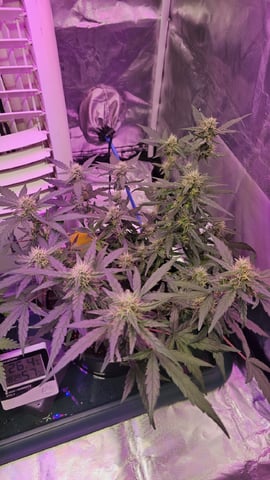 first grow adventure  — flower, day 96