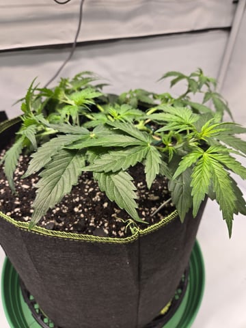 GDP auto 3X5 tent — vegetative, day 39