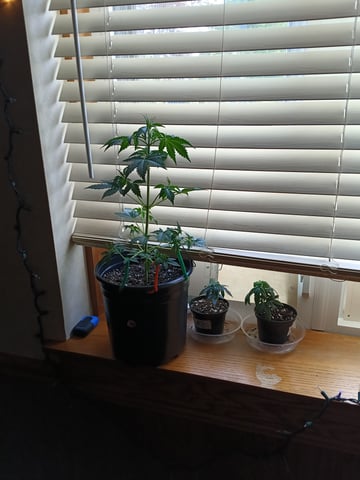 First grow indoor Auto euphoria  — vegetative, day 40