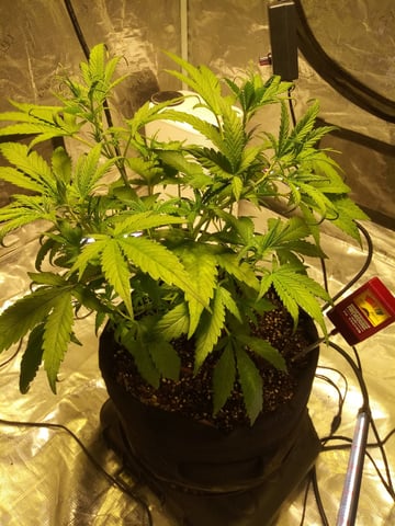 Gorilla Cookies Auto