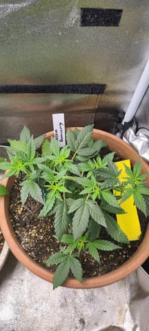 Alaskan bananaberry auto — vegetative, day 22