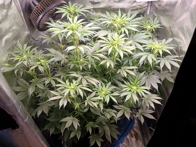 9lbhammer feminized  — flower, day 51