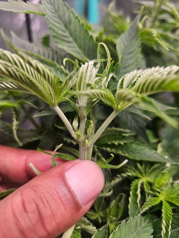 first grow — flower, day 63