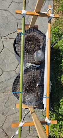 Let's just leave these right here! — germination, day 9