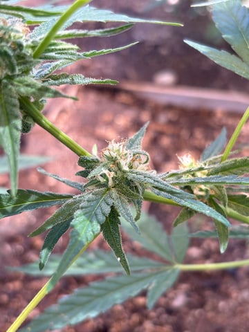 3 seeds  — flower, day 77