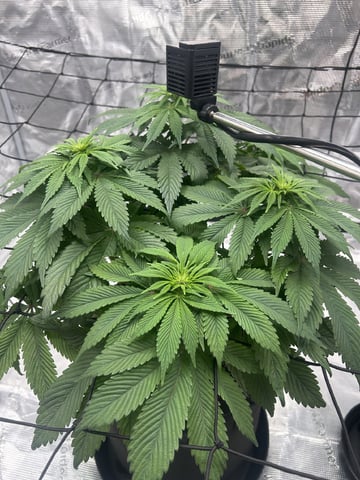 2025-26 harvest INDOOR — flower, day 99