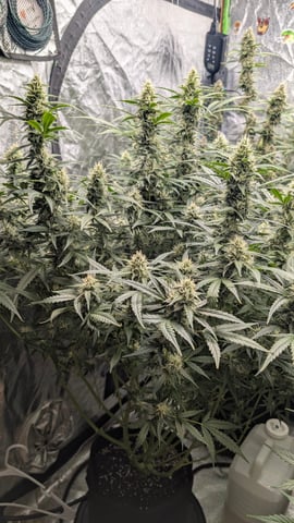 Strawberry Cheesecake Seedsman Seeds Autoflowers x2 — flower, day 75