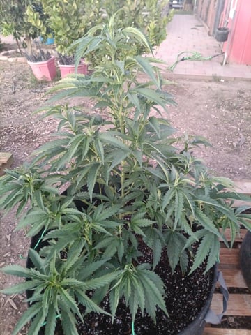 first 4 — vegetative, day 17