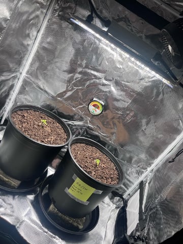 gorilla glue x sky walker  — seedling_rooting, day 12