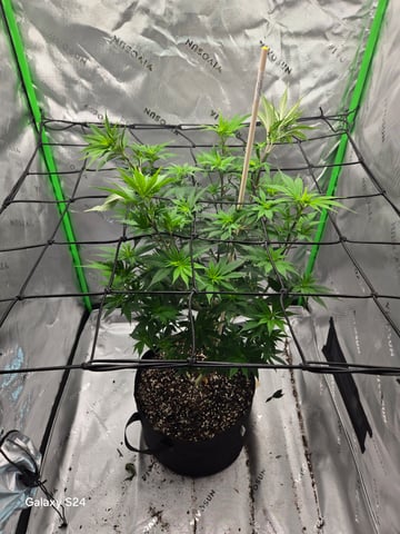 First Time — flower, day 27