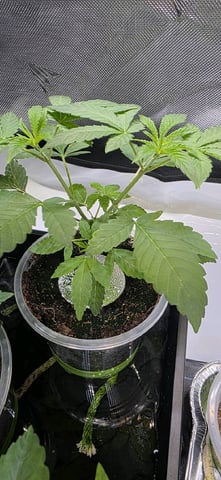 Girl Scout Cookies  — vegetative, day 32