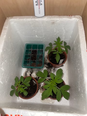 white runtz first grow  — vegetative, day 1