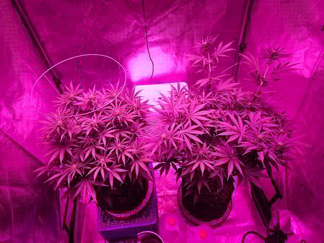 BLACKCHERRY SHERB — flower, day 41