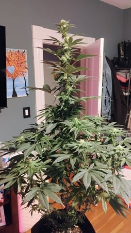 first grow  — grow_setup, day 36