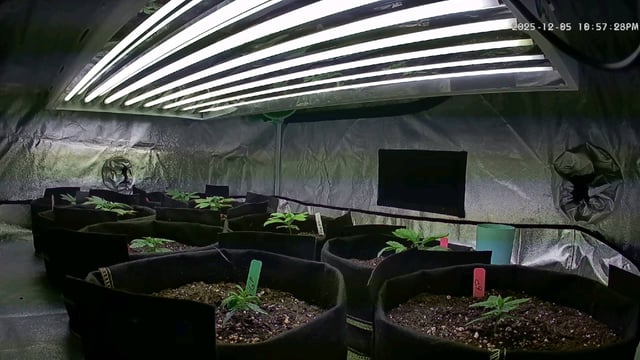 3rd Auto Grow — vegetative, day 36