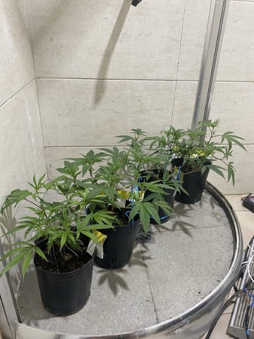 75x60  x 4 Gens — vegetative, day 27
