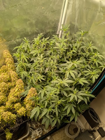 first grow — flower, day 115