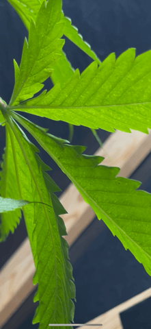 My Devine Conscious  — vegetative, day 81