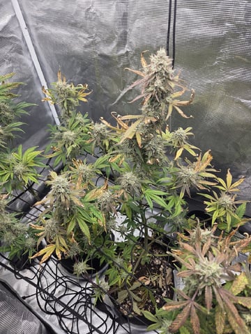 Autoflower NIGHT OWL — flower, day 23