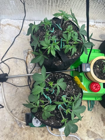 Gelly Mama and Sugar Tree — vegetative, day 55