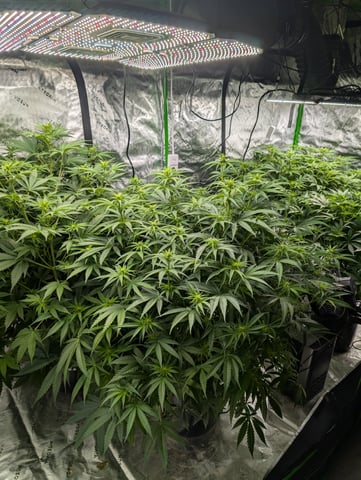 Acapulco Gold  — flower, day 72