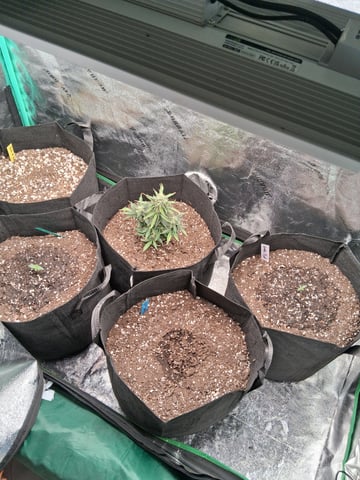 Lemon Cherry Cookies, Purple Haze and Strawberry Gorilla Grows — germination, day 34