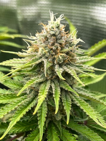 Gorilla Zkittlez & RS #11 — flower, day 93