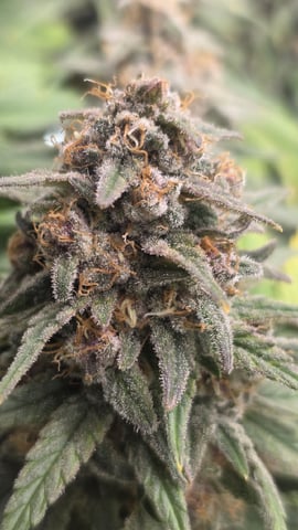 Original 1990 genetics  — harvest, day 119