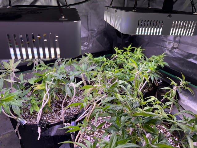 Green Gelato — vegetative, day 34