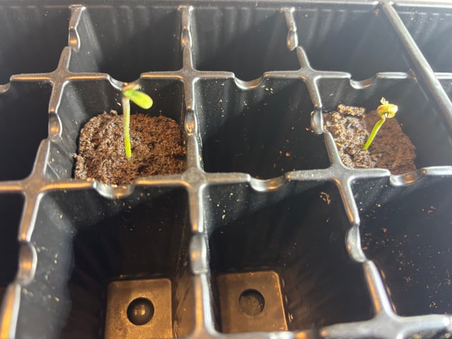 Mixed Freebies — seedling_rooting, day 8