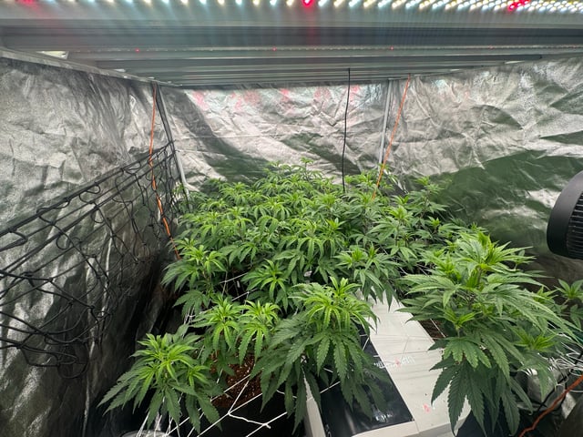 Second Indoor (all Clones)