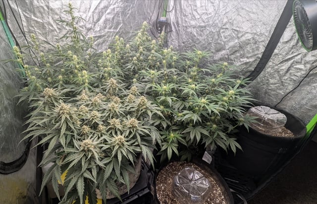 Perpetual Autoflower Mixed Grow #3 — vegetative, day 48