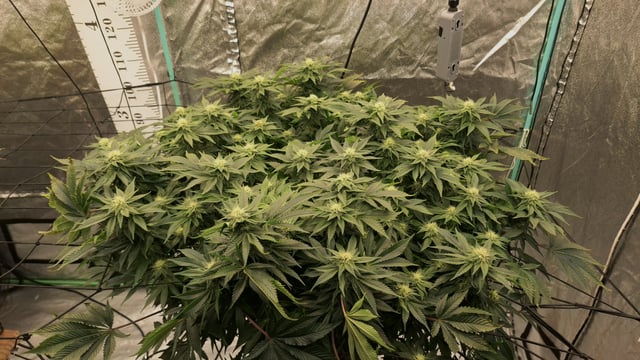 Blackberry Kush — flower, day 92