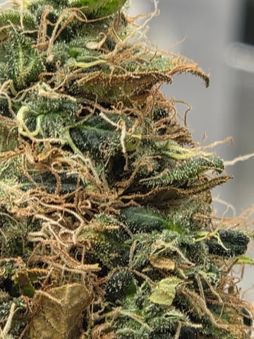 5 th grow still trying to dial it in and get big harvest  — flower, day 126