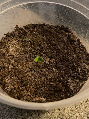 P — seedling_rooting, day 1