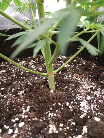 All Aboard!!! — vegetative, day 54