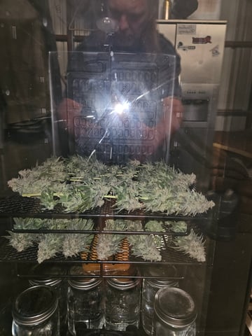 BLACKCHERRY SHERB — flower, day 91