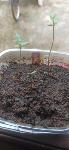 Prentwins — seedling_rooting, day 1